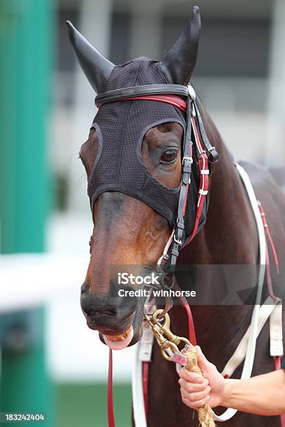 Cabeça De Cavalo Com Tampões De Ouvido - Fotografias de stock e mais imagens de Animal - Animal, Animal Doméstico, Ao Ar Livre