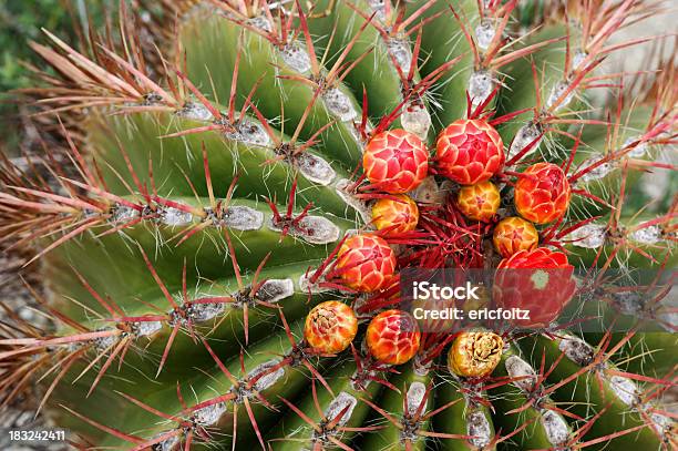Foto de Florescendo Cacto Barril e mais fotos de stock de Afiado - Afiado, Arbusto espinheiro, Botão - Estágio de flora