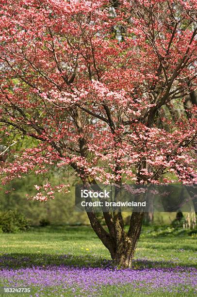 Cornus E Wild Violets - Fotografie stock e altre immagini di Cornus - Cornus, Albero, Equinozio di primavera