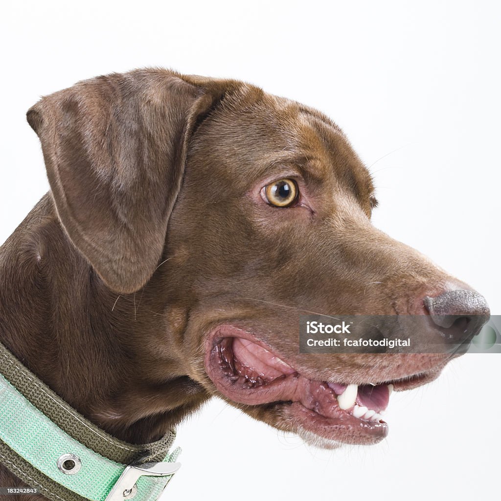 Labrador Retriever Head Animal Stock Photo