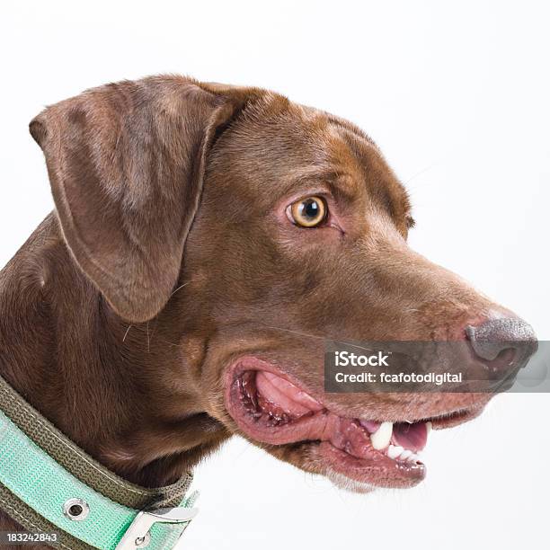 Labrador Retriever Head Stock Photo - Download Image Now - Animal, Animal Body Part, Animal Head