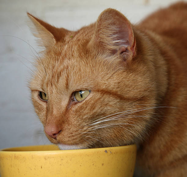 gatto mangiare 3 - humor stretched image animal exhaustion foto e immagini stock