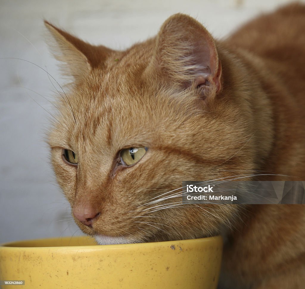 Gato comer 3 - Royalty-free Animal Foto de stock