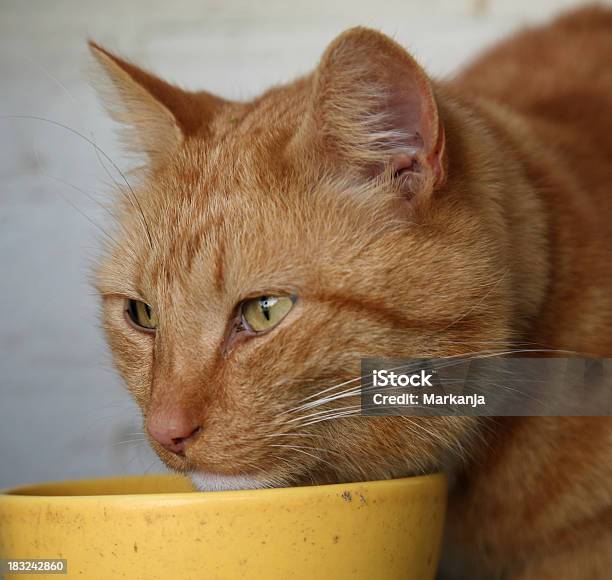 Gato Comer 3 - Fotografias de stock e mais imagens de Animal - Animal, Animal de Estimação, Atividade