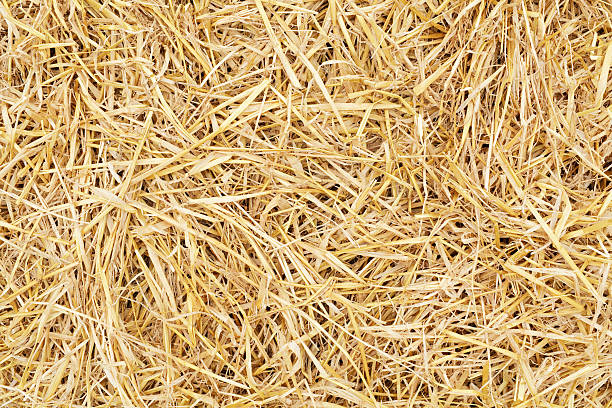 Straw background Golden yellow straw dried to perfection after a long hot summer. Here are more images in the eggs and straw series: hay stock pictures, royalty-free photos & images