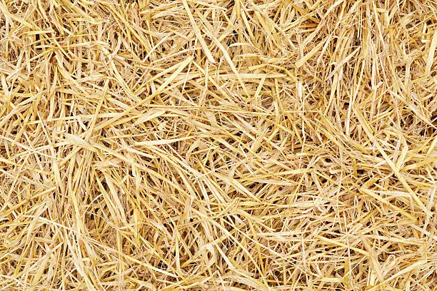 Golden yellow straw dried to perfection after a long hot summer. Here are more images in the eggs and straw series: