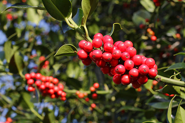 istock Red holly berries Ilex aquifolia winter fruit 183242919