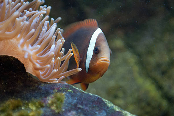 Clownfish peaking out of a Anemone Clownfish peaking out of a Anemone pterois antennata stock pictures, royalty-free photos & images