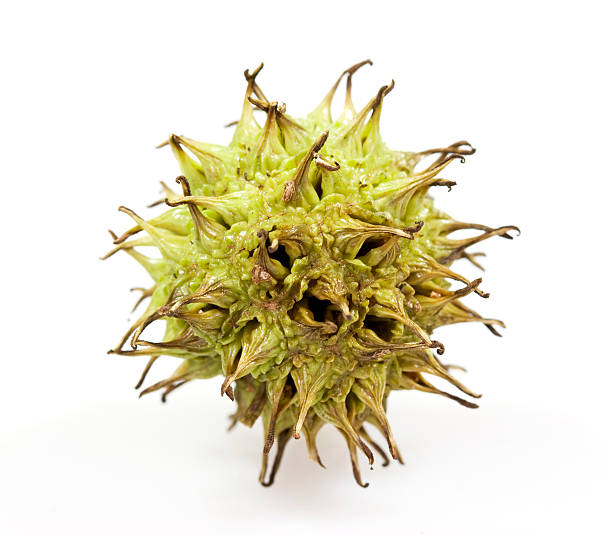 istock Autumnal Sweetgum Ball 183243288