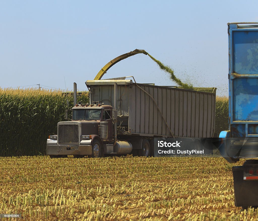 Transporte de maíz de ensilaje - Foto de stock de Ensilaje libre de derechos