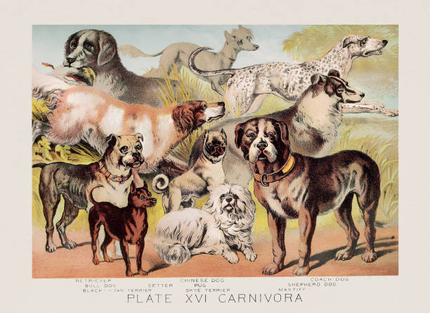 Dog Breeds. A vintage zoological illustration from the 19th century, featured in a book about the animal kingdom.