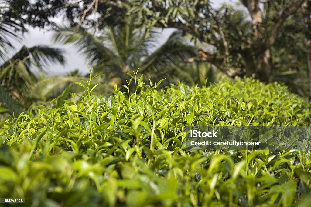 Herbata Plantation Sri Lanka - Zbiór zdjęć royalty-free (Bez ludzi)