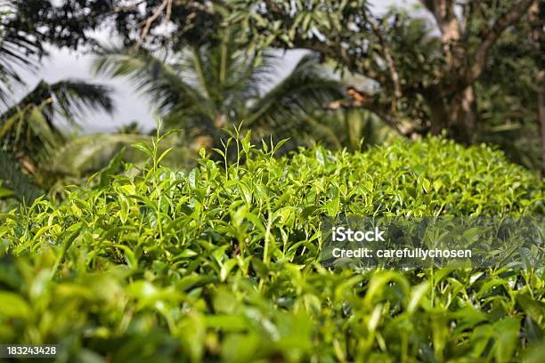 Herbata Plantation Sri Lanka - zdjęcia stockowe i więcej obrazów Bez ludzi - Bez ludzi, Fotografika, Herbata chińska