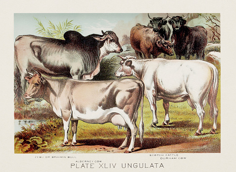 Cows. A vintage zoological illustration from the 19th century, featured in a book about the animal kingdom.