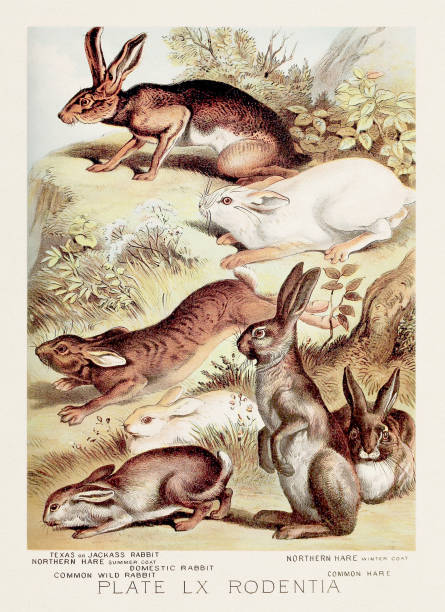 Rabbit and hare. A vintage zoological illustration from the 19th century, featured in a book about the animal kingdom.