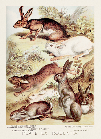 Rabbit and hare. A vintage zoological illustration from the 19th century, featured in a book about the animal kingdom.