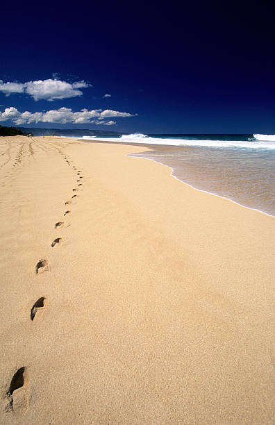 istock USA Hawaii O'ahu, North Shore, Laniakea beach. 183243503