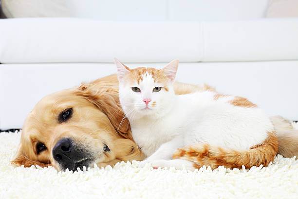 istock Cat and dog resting together. 183243508