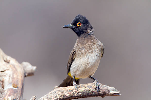 istock Red eyed Bulbul sitting on a branch, Namibia 183243602