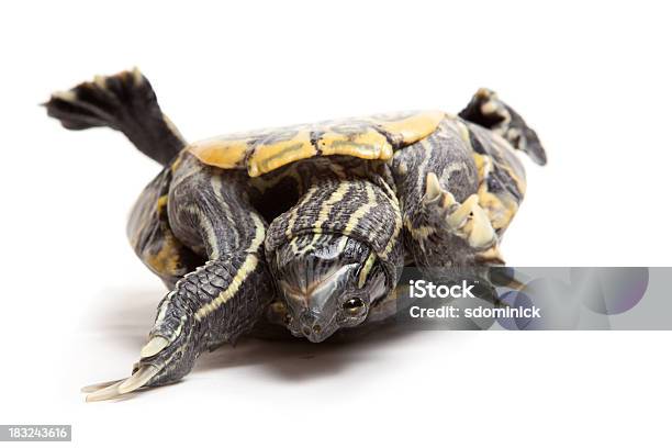 Photo libre de droit de Tortue Du Mal À Lenvers banque d'images et plus d'images libres de droit de A l'envers - A l'envers, Tortue aquatique, Animaux de compagnie