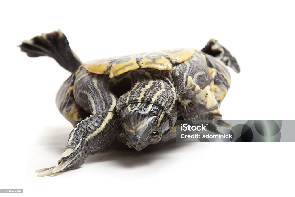 Dificuldade de cabeça para baixo tartaruga - Foto de stock de De Cabeça Para Baixo royalty-free