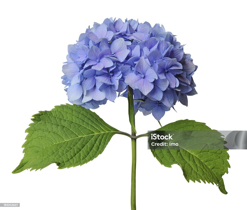 Hortensia con vástago Azul Verde sobre fondo blanco - Foto de stock de Hortensia libre de derechos