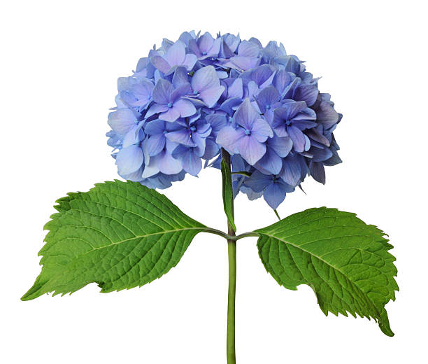 hortensia con vástago azul verde sobre fondo blanco - hydrangea fotografías e imágenes de stock