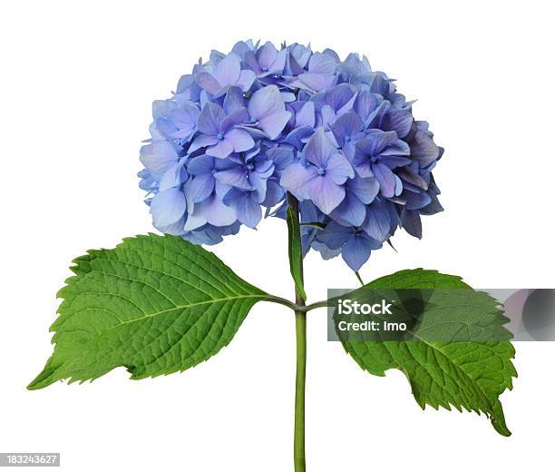 Hortensia Con Vástago Azul Verde Sobre Fondo Blanco Foto de stock y más banco de imágenes de Hortensia