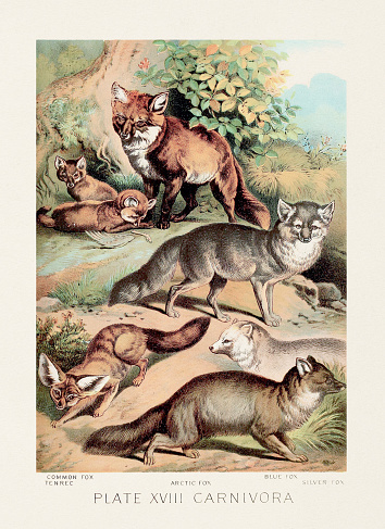 Fox. A vintage zoological illustration from the 19th century, featured in a book about the animal kingdom.