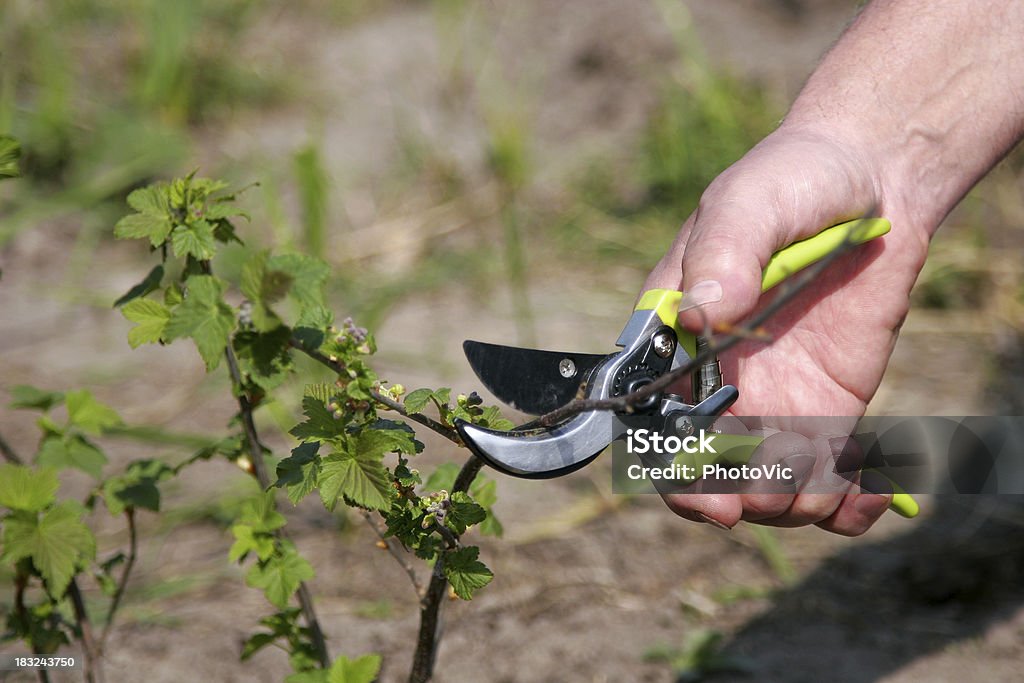 Jardinier de la main - Photo de Couper libre de droits