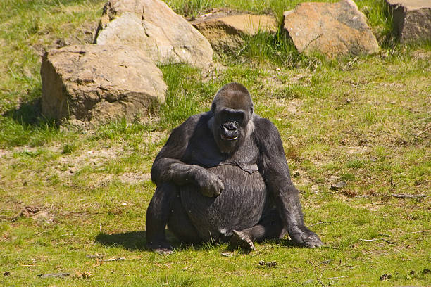 gorilla delle pianure occidentali - apeldoorn foto e immagini stock