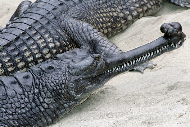 Gharials Gharials gavial stock pictures, royalty-free photos & images