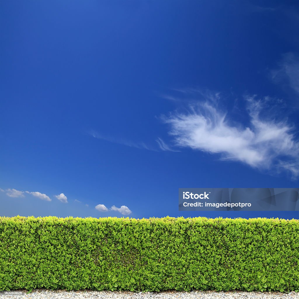Patio bush valla a cielo despejado - Foto de stock de Seto libre de derechos