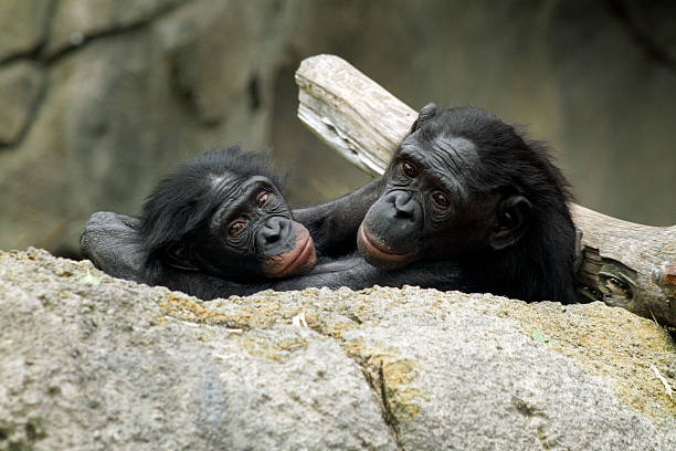 bonobos (ba-aka-pygmäen chimp - orangutan ape endangered species zoo stock-fotos und bilder