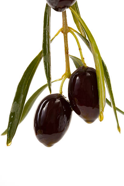 190+ Lucques Olive Stock Photos, Pictures & RoyaltyFree Images iStock