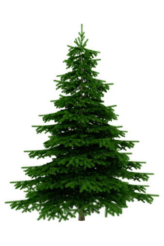 Cypress Twigs Isolated, Cupressus Leaf, Arborvitae Twig, Thuya Sprig, Thuja Leaves on White Background, Cypress Set for Christmas Design