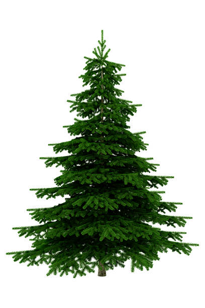 Christmas Tree Isolated On White Background - XXXL Christmas tree spruce stock pictures, royalty-free photos & images