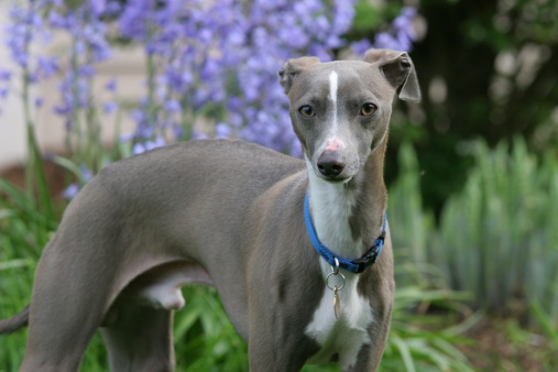 Young Male Italian Greyhound outdoors