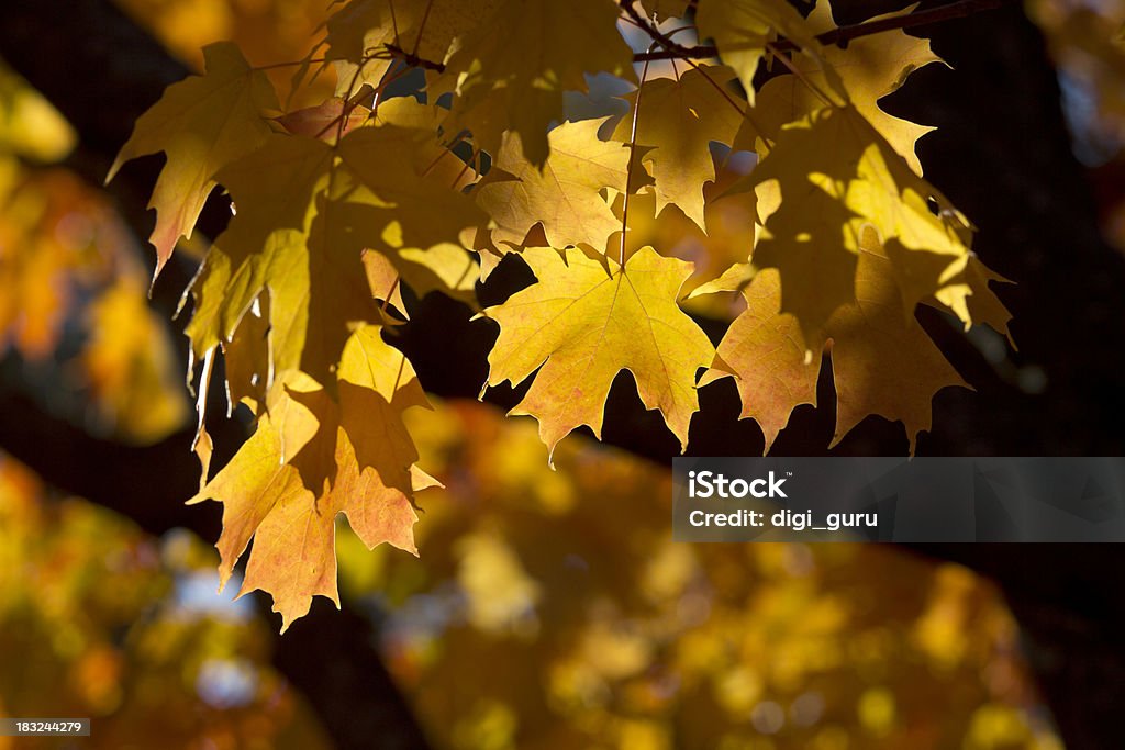 Золотой клен дерево - Стоковые фото Ботаника роялти-фри