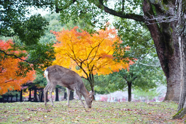 Deer eating grass inside Nara Park with leaves changing color in the background in spring, Japan.