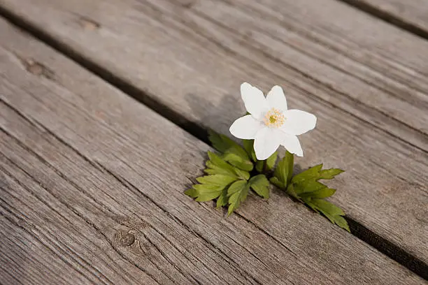 A wood-anemone flower.