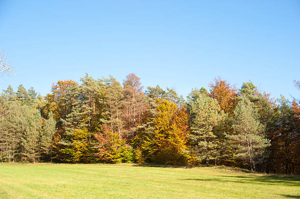 istock autumn landscape forest - Herbstwald mit Wiese 183244569