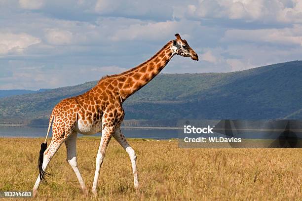 Żyrafy I Krajobraz - zdjęcia stockowe i więcej obrazów Afryka - Afryka, Afryka Wschodnia, Dzikie zwierzęta