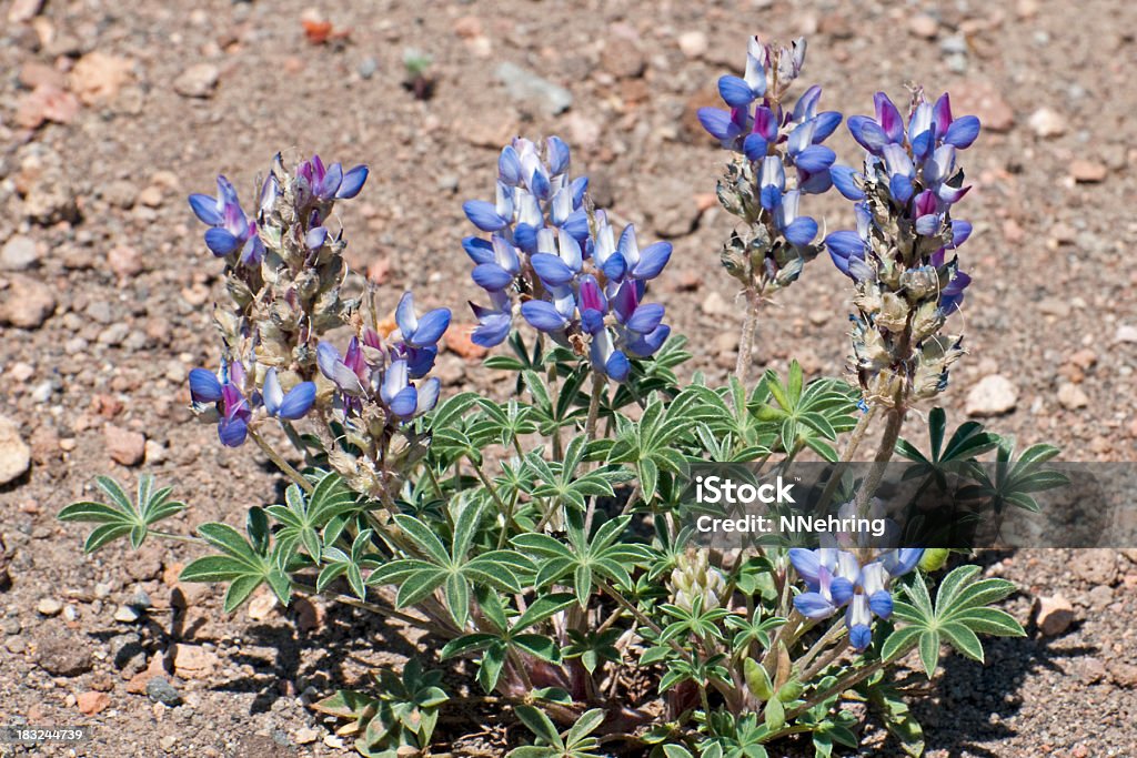 Pacific lupine  Lupinus lepidus Pacific lupine, Lupinus lepidus  var. lobbii. Crater Lake National Park, Oregon, USA. Lupine - Flower Stock Photo