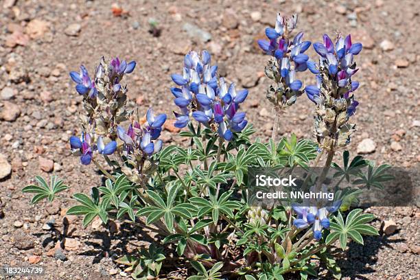 Pacific Lupine Lupinus Lepidus Stock Photo - Download Image Now - Lupine - Flower, Blue, Crater Lake National Park