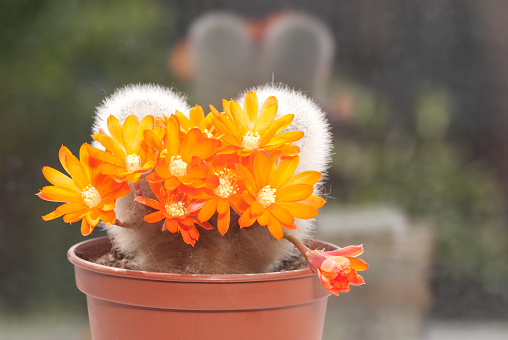 Indoor cactus ( es cacti) flower spring blossom