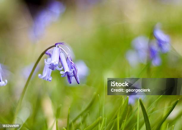 Foto de Wild Facélias Na Primavera Nos Eua e mais fotos de stock de Azul - Azul, Beleza natural - Natureza, Brilhante - Luminosidade