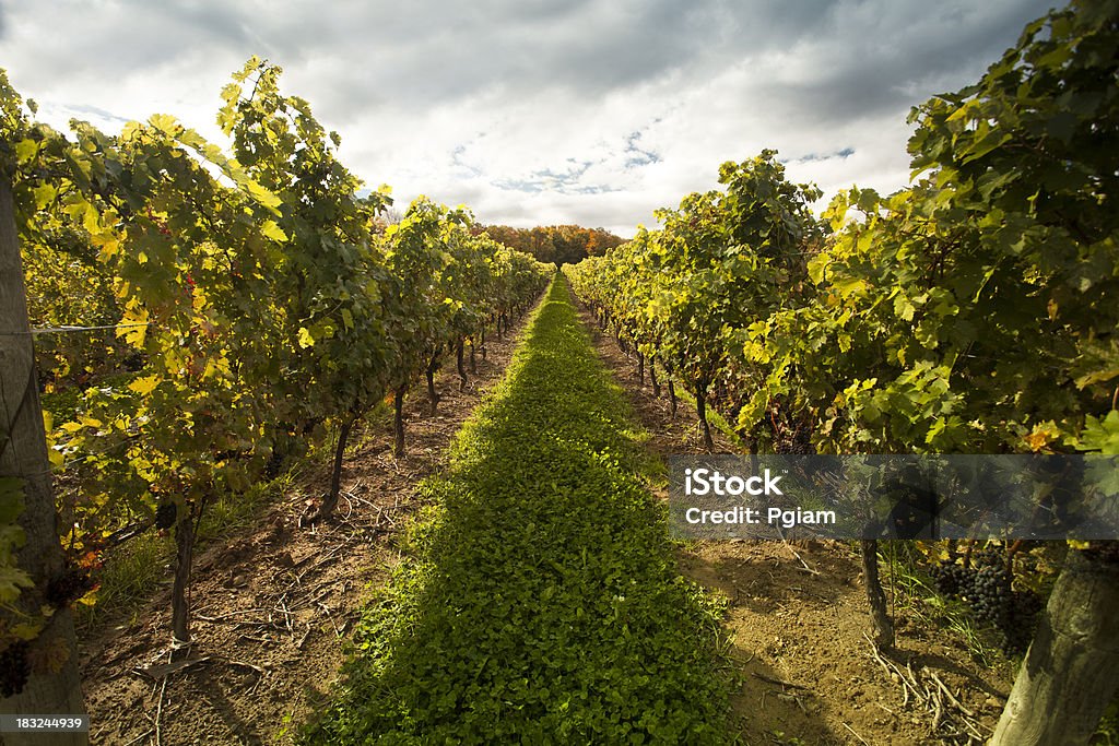 Grapes on a winery vine Vineyard field and ripe grape crops in wine country Abundance Stock Photo