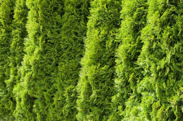 istock Cluster of Thuja shrubs arranged into a decorative formation in a garden setting 1832450234
