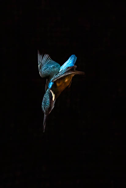 ledňáček říční (alcedo atthis) se potápí za rybami. - ledňáčkovití - stock snímky, obrázky a fotky